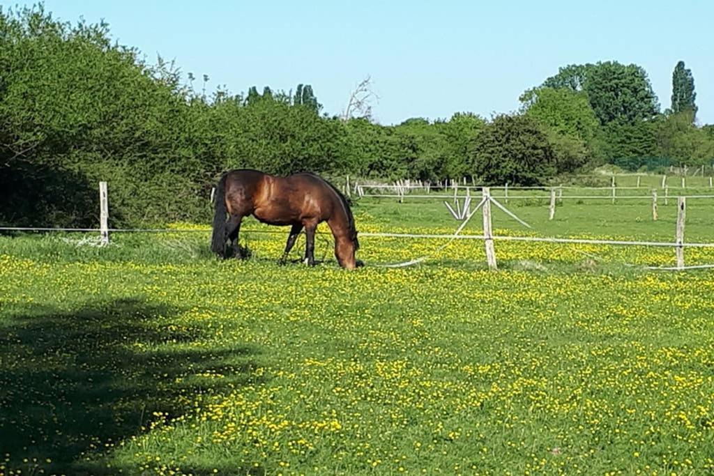 Gite "Le Platane" 45 M2 - Climatise Monswiller Exterior foto